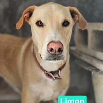 Thumbnail photo of Limon #2