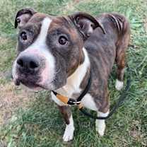 Thumbnail photo of Amira #1