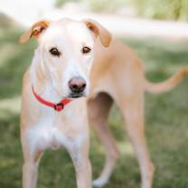 Thumbnail photo of Limon #3