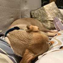 Thumbnail photo of Limon #4