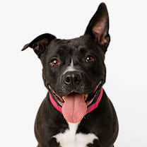 Thumbnail photo of Juno BALL DRIVEN #3