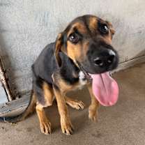 Thumbnail photo of Gyro #1