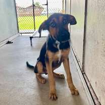 Thumbnail photo of Gyro #2