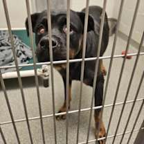 Thumbnail photo of Bella #2