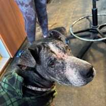 Thumbnail photo of Dakota #2