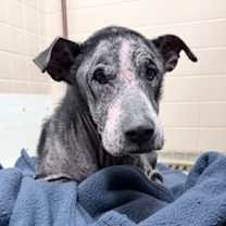 Thumbnail photo of Dakota #3