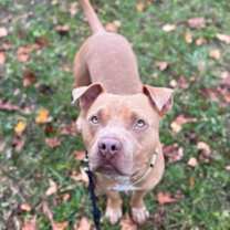 Thumbnail photo of Humphrey - 2 #2