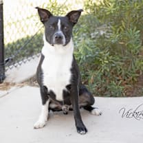 Thumbnail photo of Loki #1