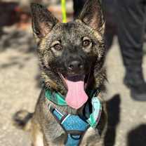 Thumbnail photo of Boone / Max B818 #1