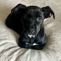 Thumbnail photo of Elio #1