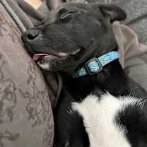 Thumbnail photo of Elio #2