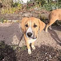 Thumbnail photo of Reese #2