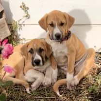 Thumbnail photo of Reese #2