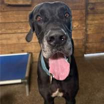 Thumbnail photo of Ij #2