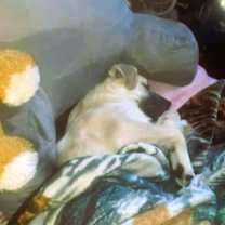 Thumbnail photo of Cane (7mo, 50Lbs) #3