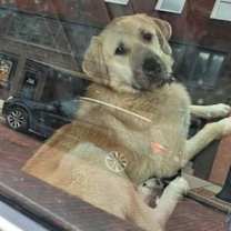 Thumbnail photo of Cane (7mo, 50Lbs) #4