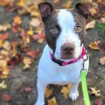 Thumbnail photo of IMPALA #1