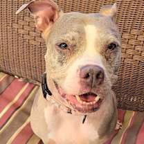 Thumbnail photo of Carmen Sandiego #1