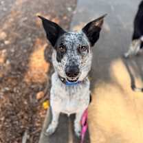 Thumbnail photo of FRECKLES #1