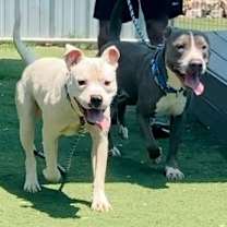 Thumbnail photo of Scottie Scheffler #2