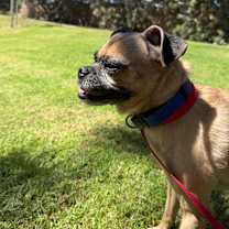 Thumbnail photo of Nova Star #2