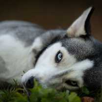 Thumbnail photo of Blue #2