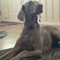 Thumbnail photo of Kimber (aka JuneBug) #1