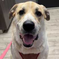 Thumbnail photo of Artemis NKA Hazel #1