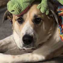 Thumbnail photo of Artemis NKA Hazel #2