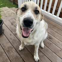 Thumbnail photo of Artemis NKA Hazel #3