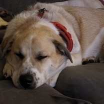 Thumbnail photo of Artemis NKA Hazel #4