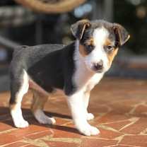 Thumbnail photo of Morticia #2