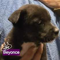 Thumbnail photo of Beyonce #2