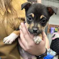 Thumbnail photo of Jesse #1