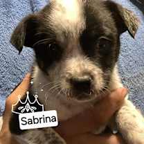 Thumbnail photo of Sabrina #1