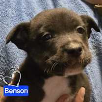 Thumbnail photo of Benson #1