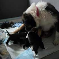 Thumbnail photo of Benson #3