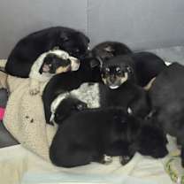 Thumbnail photo of Benson #4