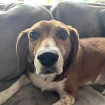 Thumbnail photo of Lucious #1