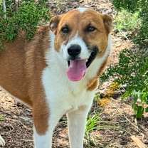 Thumbnail photo of Dawn / Lolo #1