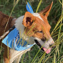 Thumbnail photo of Dawn / Lolo #4