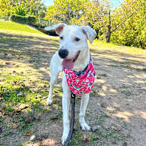 Thumbnail photo of Sunglasses #1