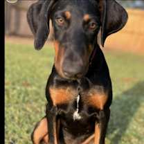 Thumbnail photo of Demascus #1