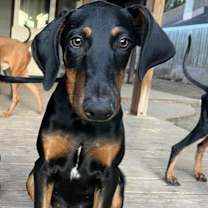 Thumbnail photo of Demascus #3