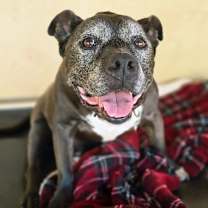 Thumbnail photo of Rhodey #1