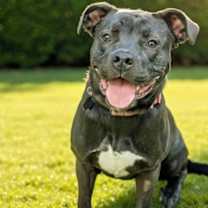 Thumbnail photo of Elvira IN FOSTER #1