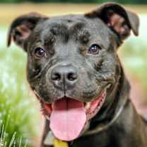 Thumbnail photo of Elvira IN FOSTER #2