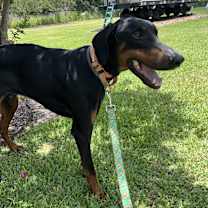 Thumbnail photo of Dominic #4