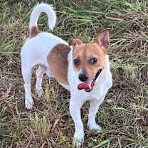 Thumbnail photo of Scooby  #1