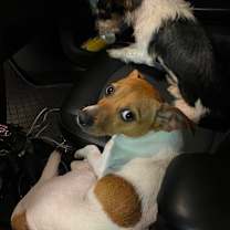 Thumbnail photo of Scooby  #2